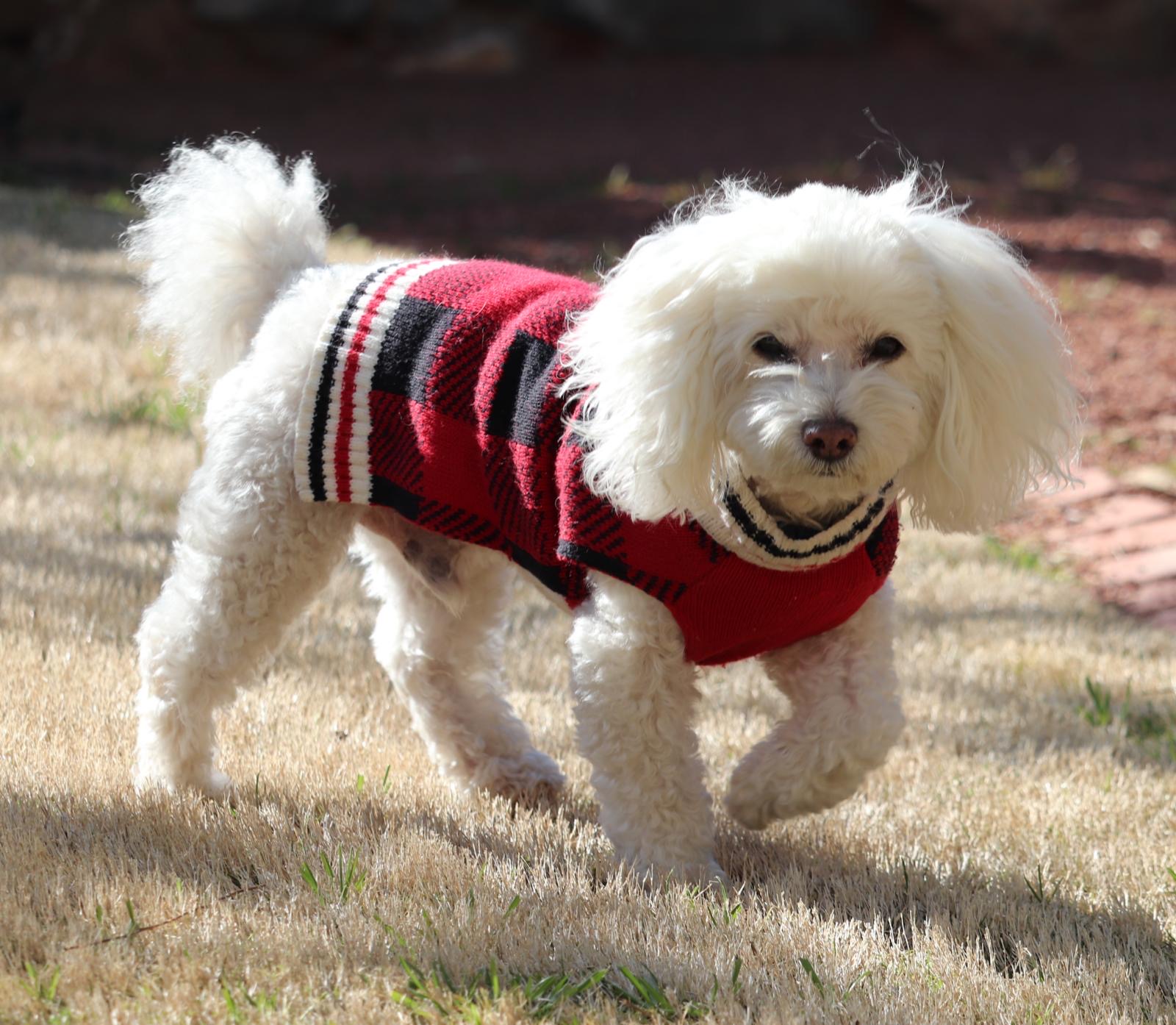 Oso, a small white dog.