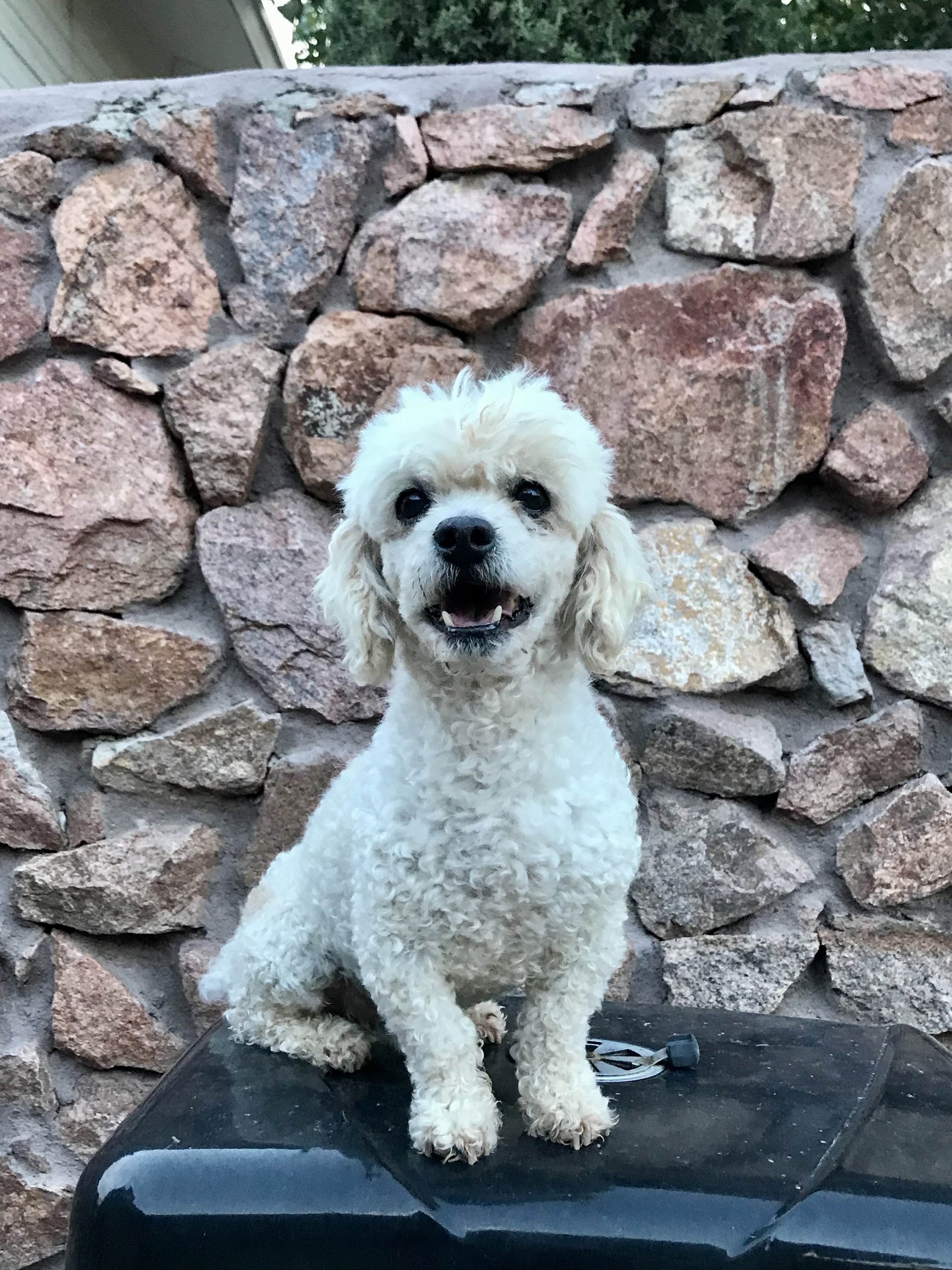Bombon, a beautiful white French Poodle.