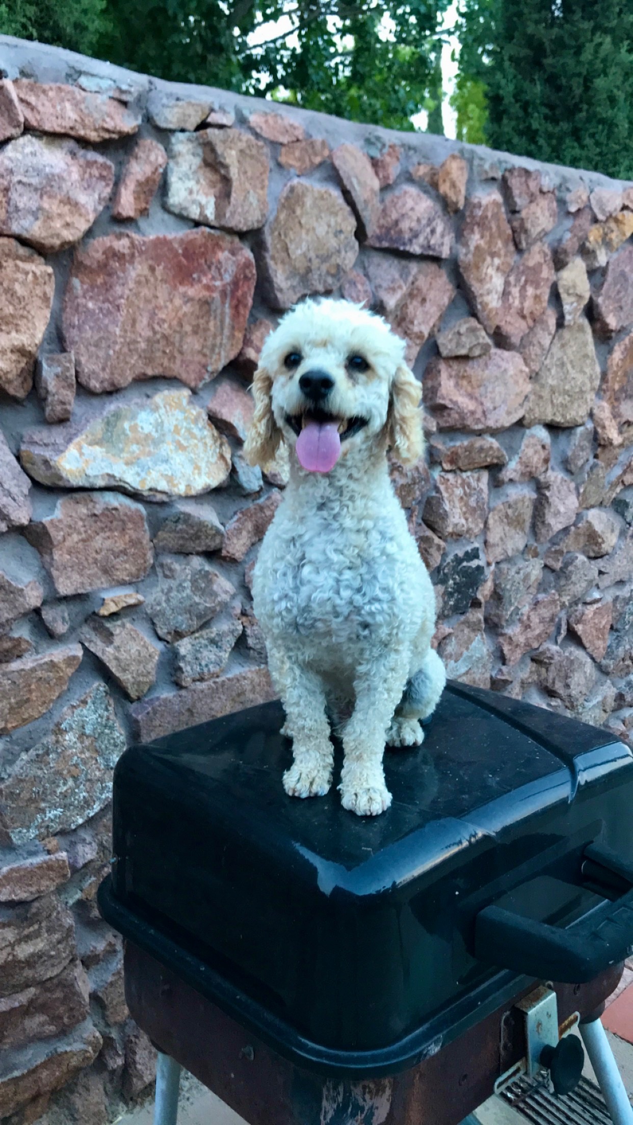 Simba, a small white French Poodle.